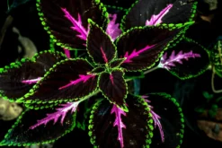 Coleus King Kong Seeds - 10 Rare Seeds For Planting - Vibrant Blooms, Great For Shade Or Indoors -Ships From Iowa, USA