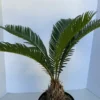 Large Sago Palm