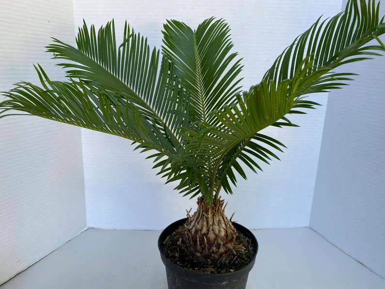 Large Sago Palm - Image 7