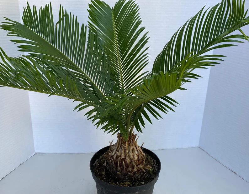 Large Sago Palm - Image 5