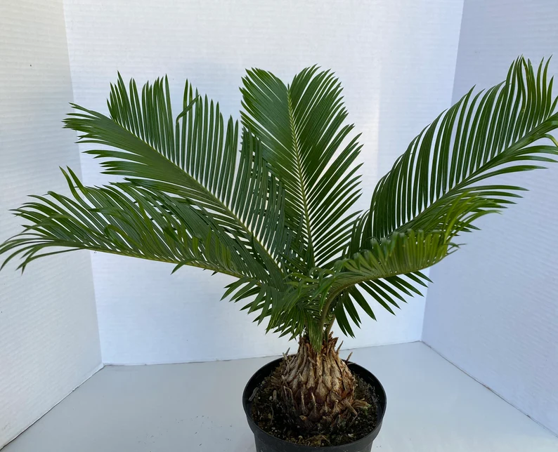 Large Sago Palm - Image 8
