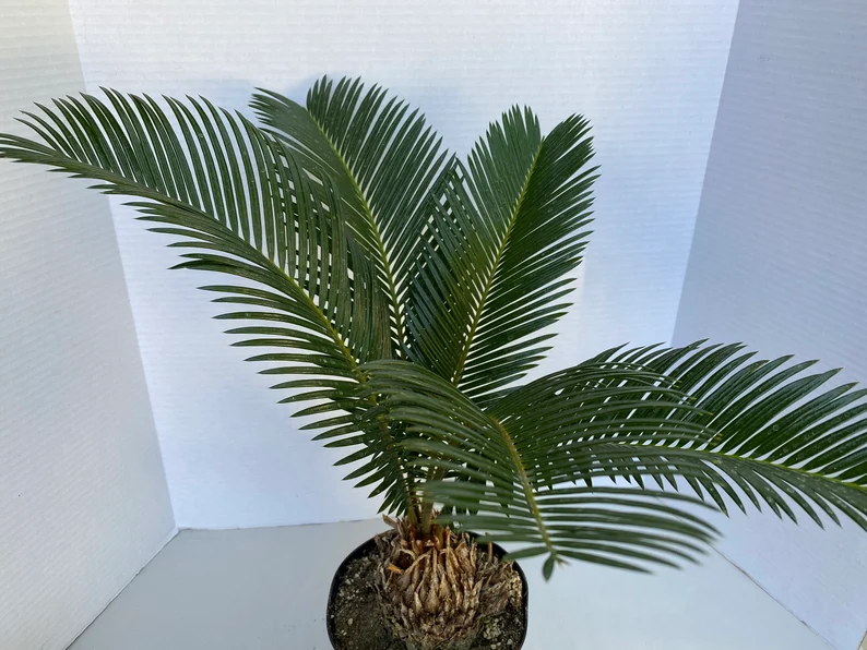 Large Sago Palm - Image 3