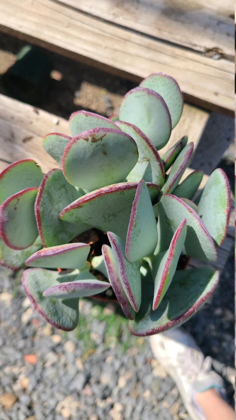 Succulent Plant Medium Silver Dollar Jade - Image 2