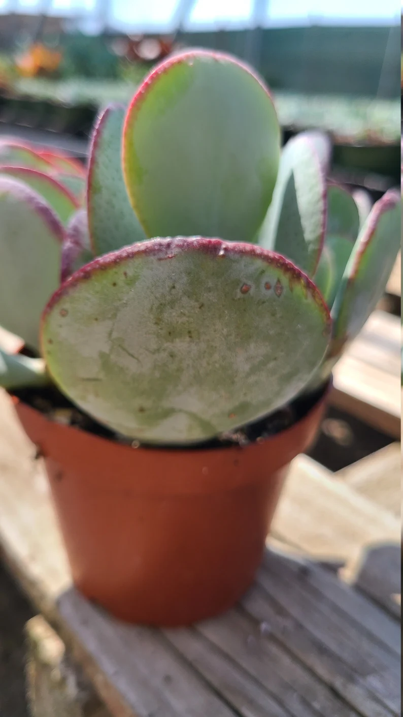 Succulent Plant Medium Silver Dollar Jade - Image 5