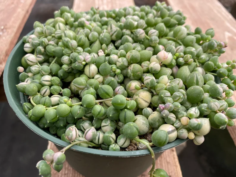 Mature Succulent Plant Variegated String Of Pearls - Image 8