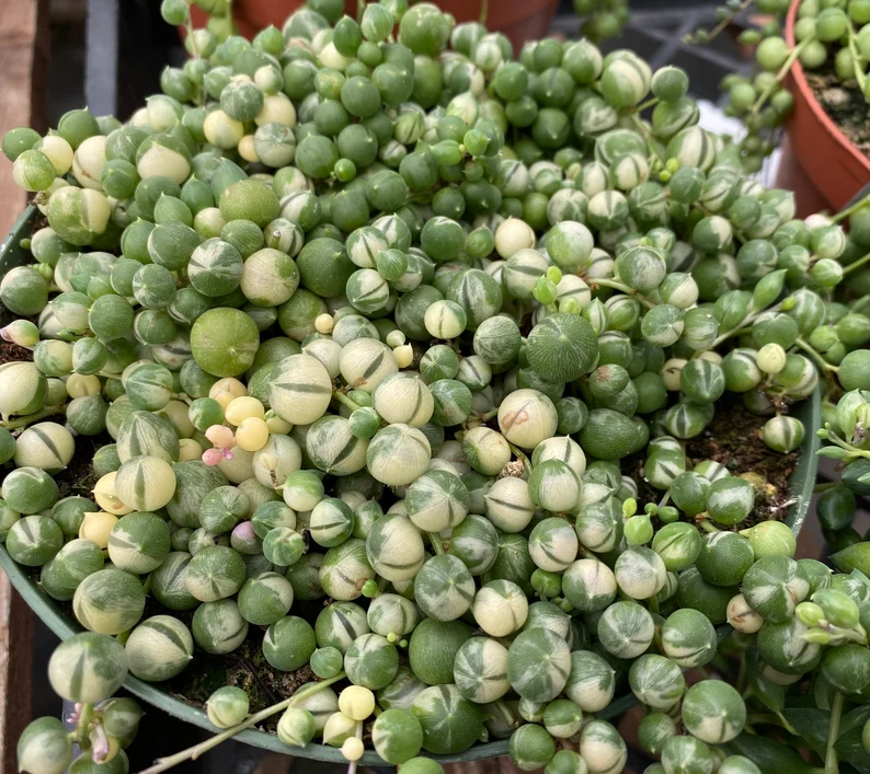 Mature Succulent Plant Variegated String Of Pearls