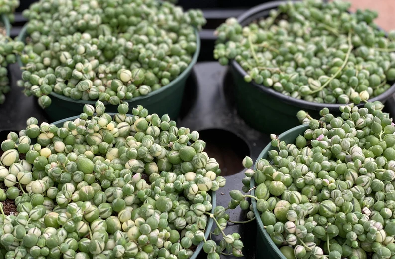 Mature Succulent Plant Variegated String Of Pearls - Image 5