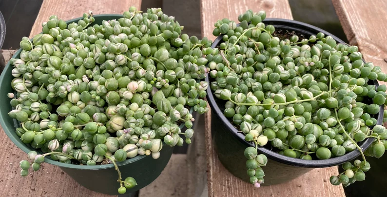 Mature Succulent Plant Variegated String Of Pearls - Image 2