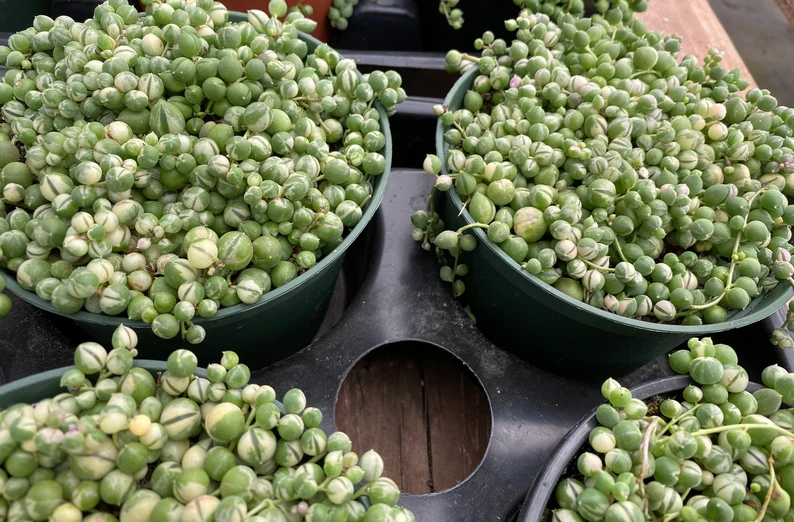 Mature Succulent Plant Variegated String Of Pearls - Image 3