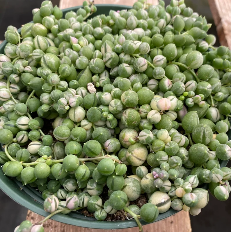 Mature Succulent Plant Variegated String Of Pearls - Image 7