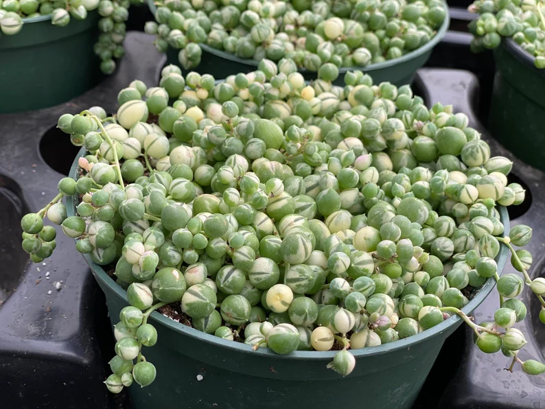 Mature Succulent Plant Variegated String Of Pearls - Image 6
