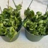 Succulent Plant Large Green Hindu Hoya.
