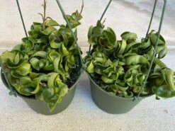 Succulent Plant Large Green Hindu Hoya.