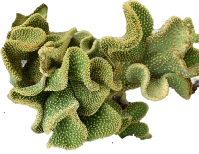 Cactus -Opuntia Microdasys Var. Pallida F. Cristata