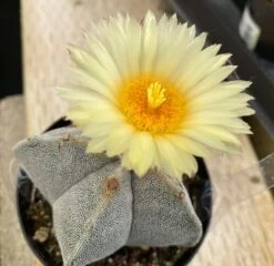 Cactus Plant Medium Bishop's Cap