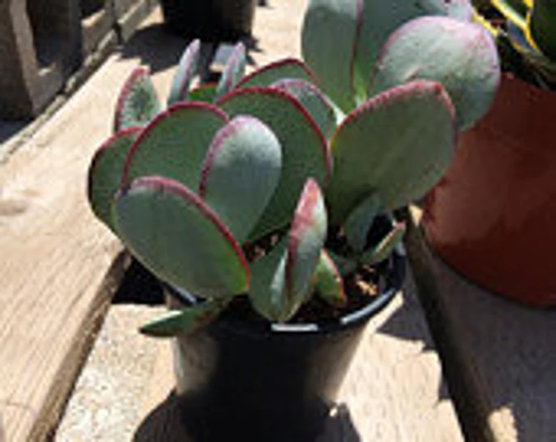 Succulent Plant Medium Silver Dollar Jade - Image 6