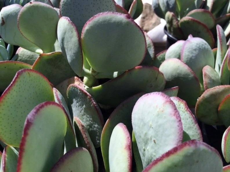 Succulent Plant Medium Silver Dollar Jade - Image 4