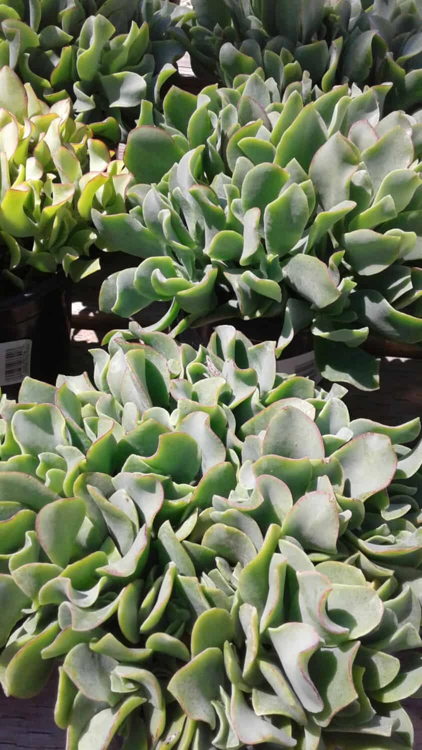 Large Succulent Plant Ripple Jade Wavy Rippled Green Petals Wonderful Addition To Drought Tolerant Landscape - Image 3