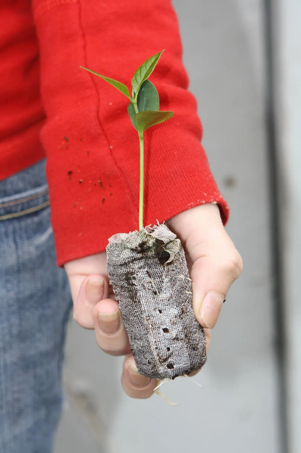 TreesAgain Osage Orange Tree - Maclura Pomifera - 3 Starter Plugs - Image 2