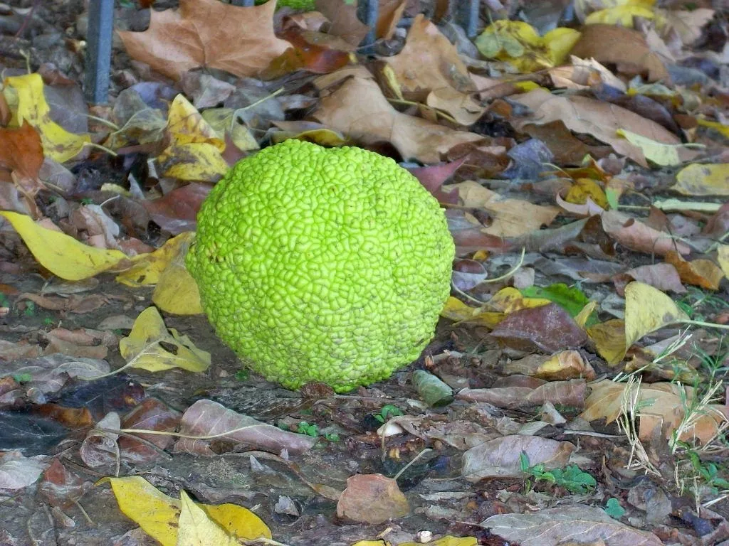 TreesAgain Osage Orange Tree - Maclura Pomifera - 3 Starter Plugs - Image 4
