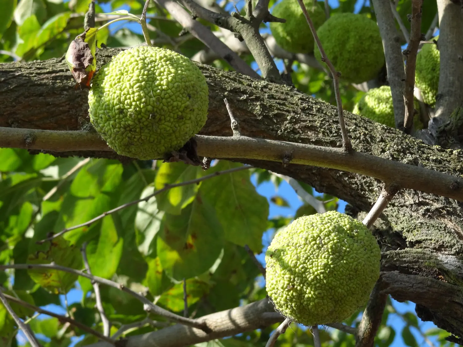 TreesAgain Osage Orange Tree - Maclura Pomifera - 3 Starter Plugs - Image 5