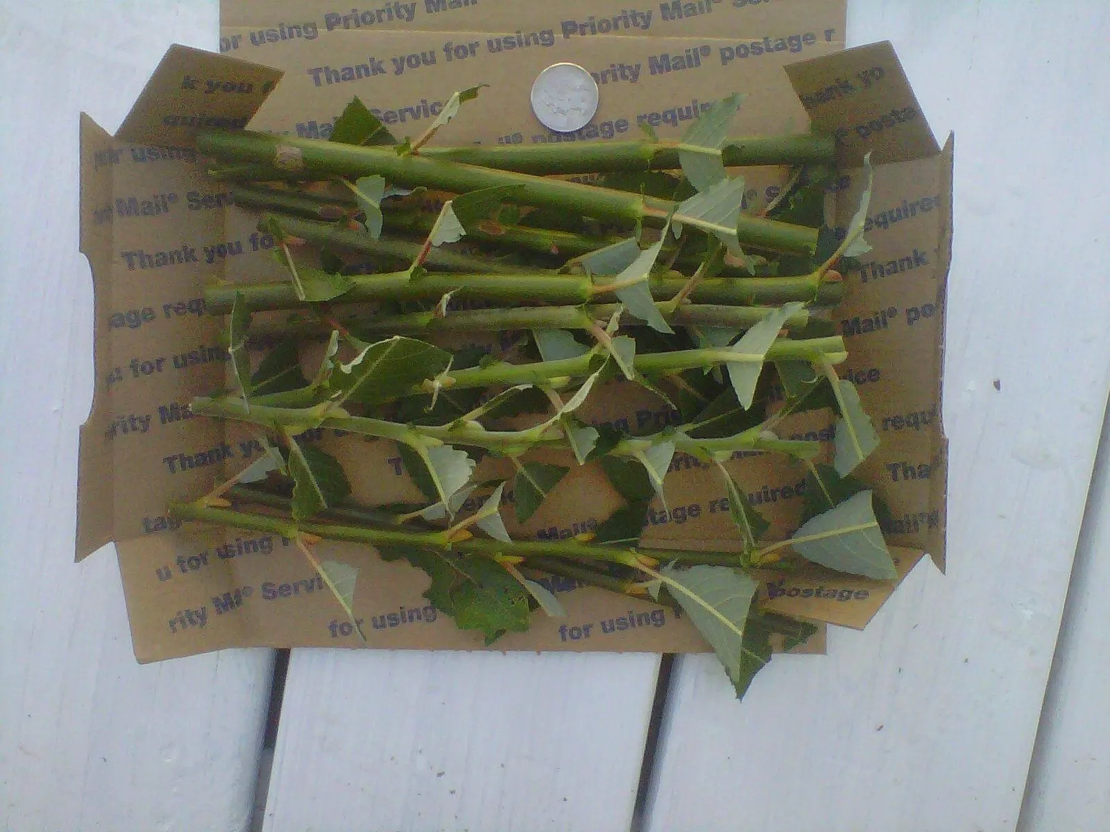 TreesAgain Lot Of 10 Pussy Willow Cuttings - 7 To 9 Inches - Image 2