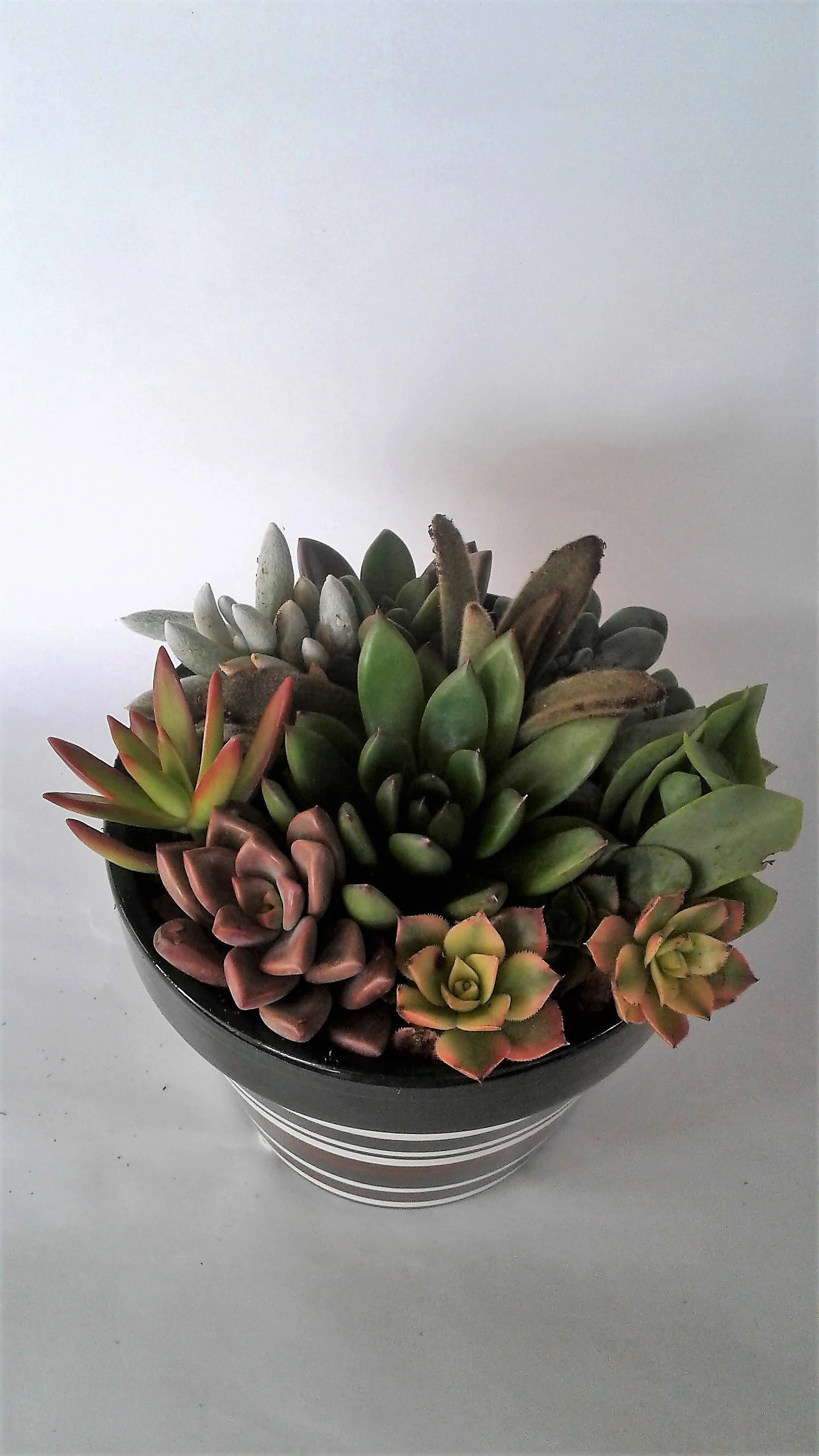 Medium Succulent Plant - Arrangement In Round Striped Ceramic Planter. Beautiful, Completely Assembled Dish Garden.. - Image 2