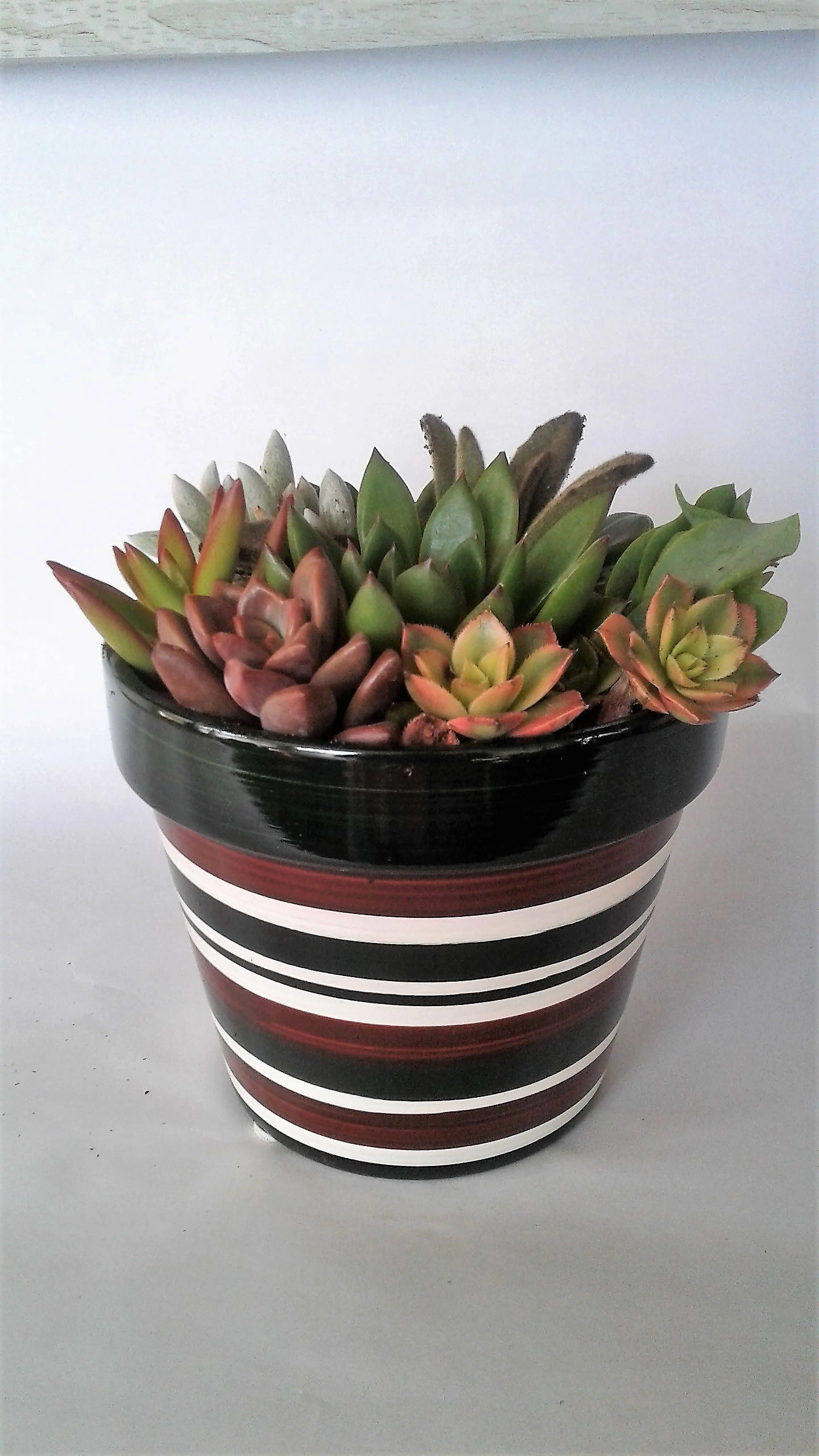 Medium Succulent Plant - Arrangement In Round Striped Ceramic Planter. Beautiful, Completely Assembled Dish Garden.. - Image 4