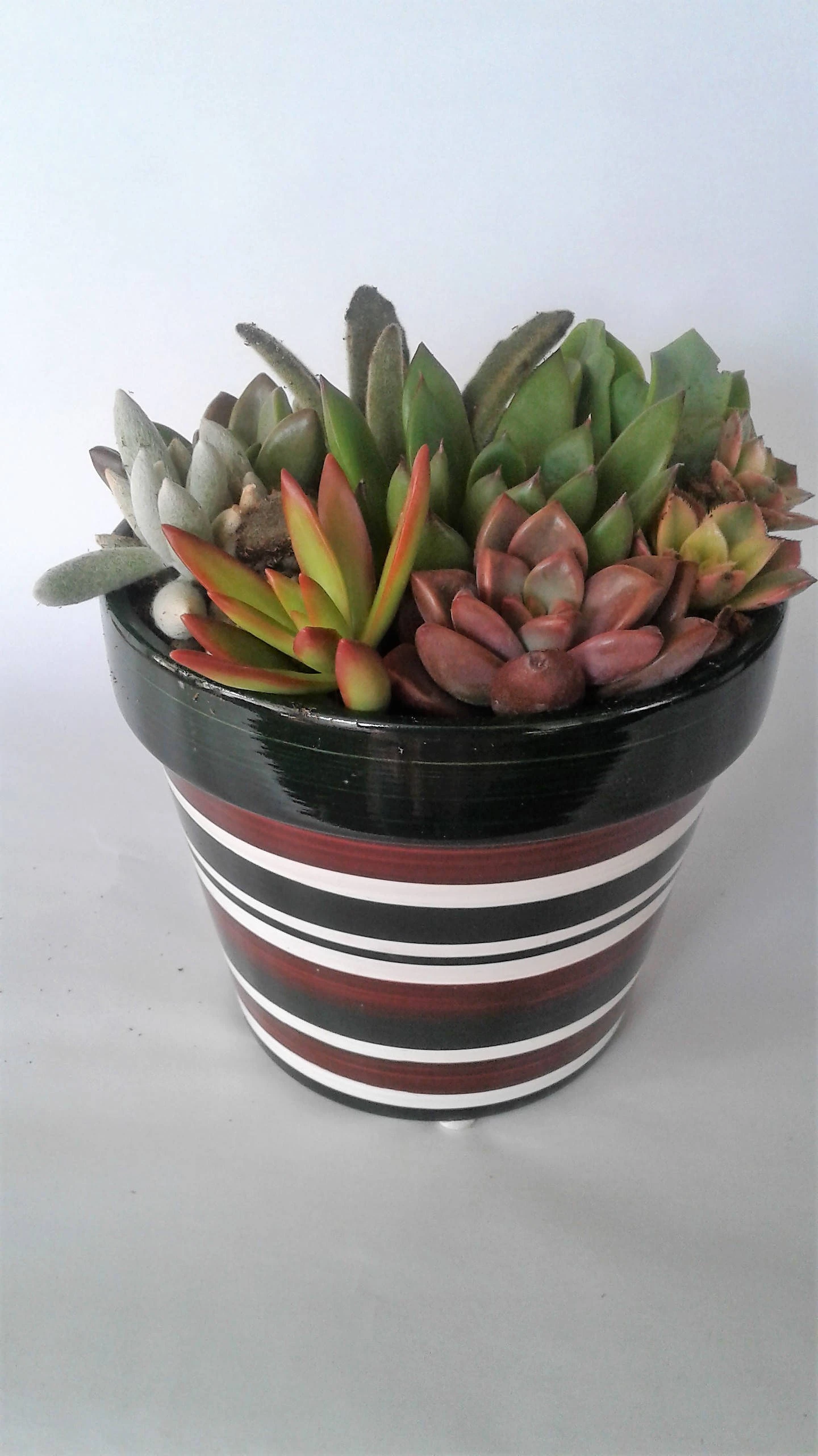 Medium Succulent Plant - Arrangement In Round Striped Ceramic Planter. Beautiful, Completely Assembled Dish Garden.. - Image 3