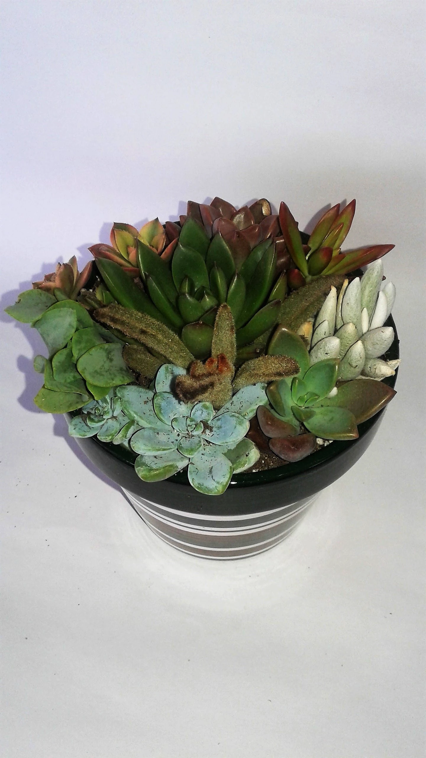 Medium Succulent Plant - Arrangement In Round Striped Ceramic Planter. Beautiful, Completely Assembled Dish Garden..