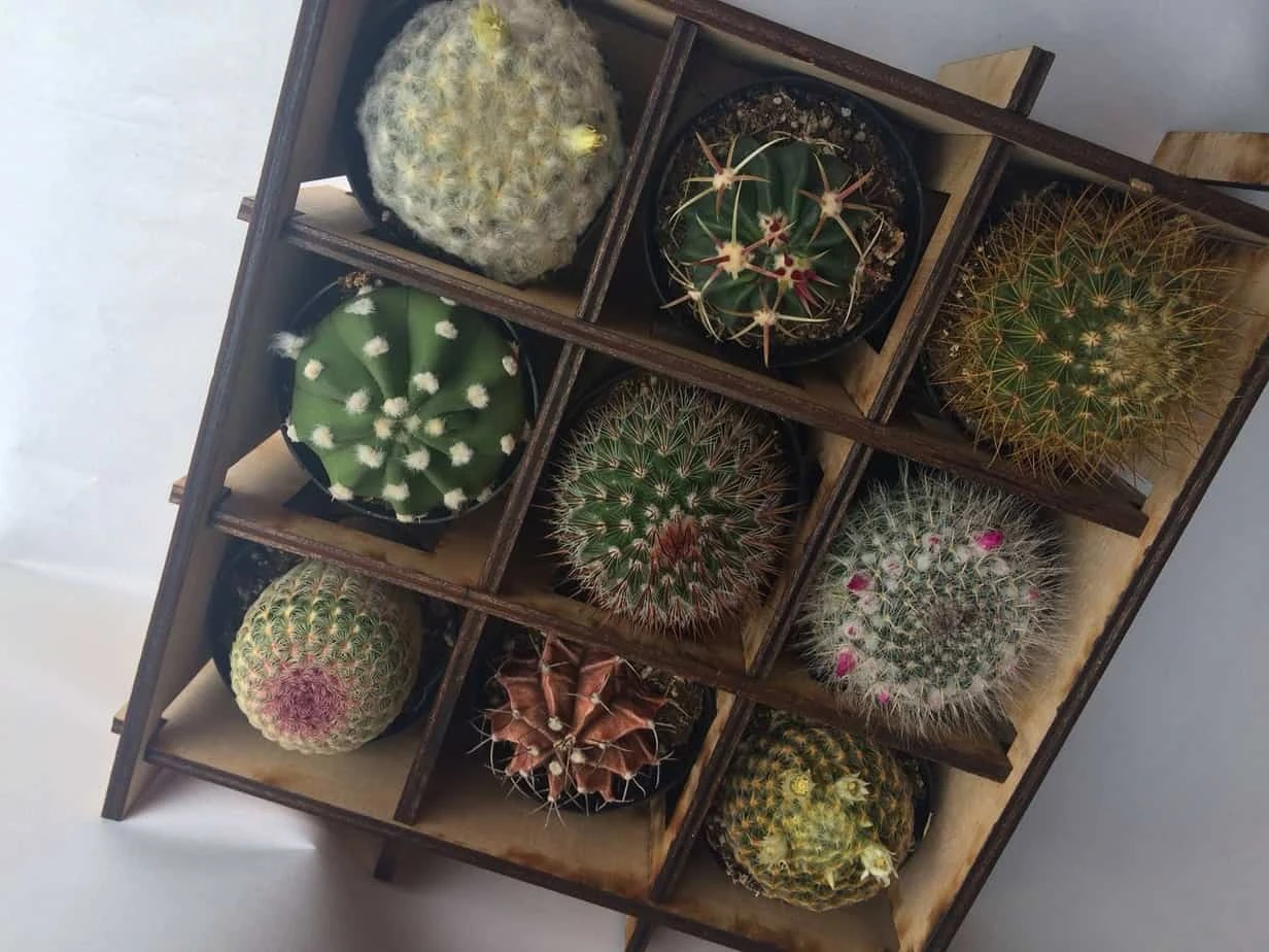 Shadow Box Nine Cacti Planter - Image 6