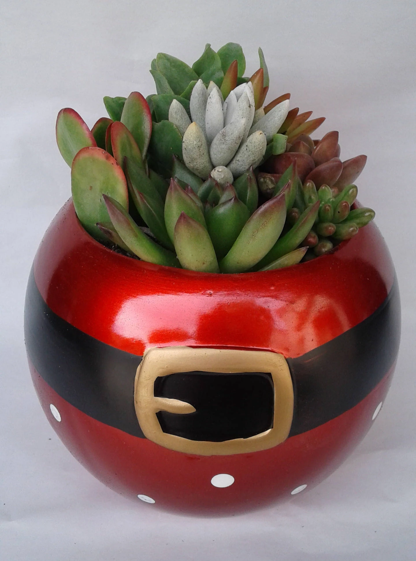 Medium Succulent Plant In A Ceramic Santa Ball Planter - Image 2