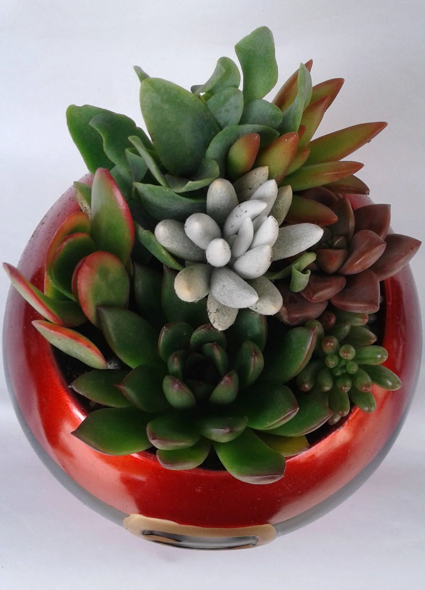 Medium Succulent Plant In A Ceramic Santa Ball Planter - Image 4