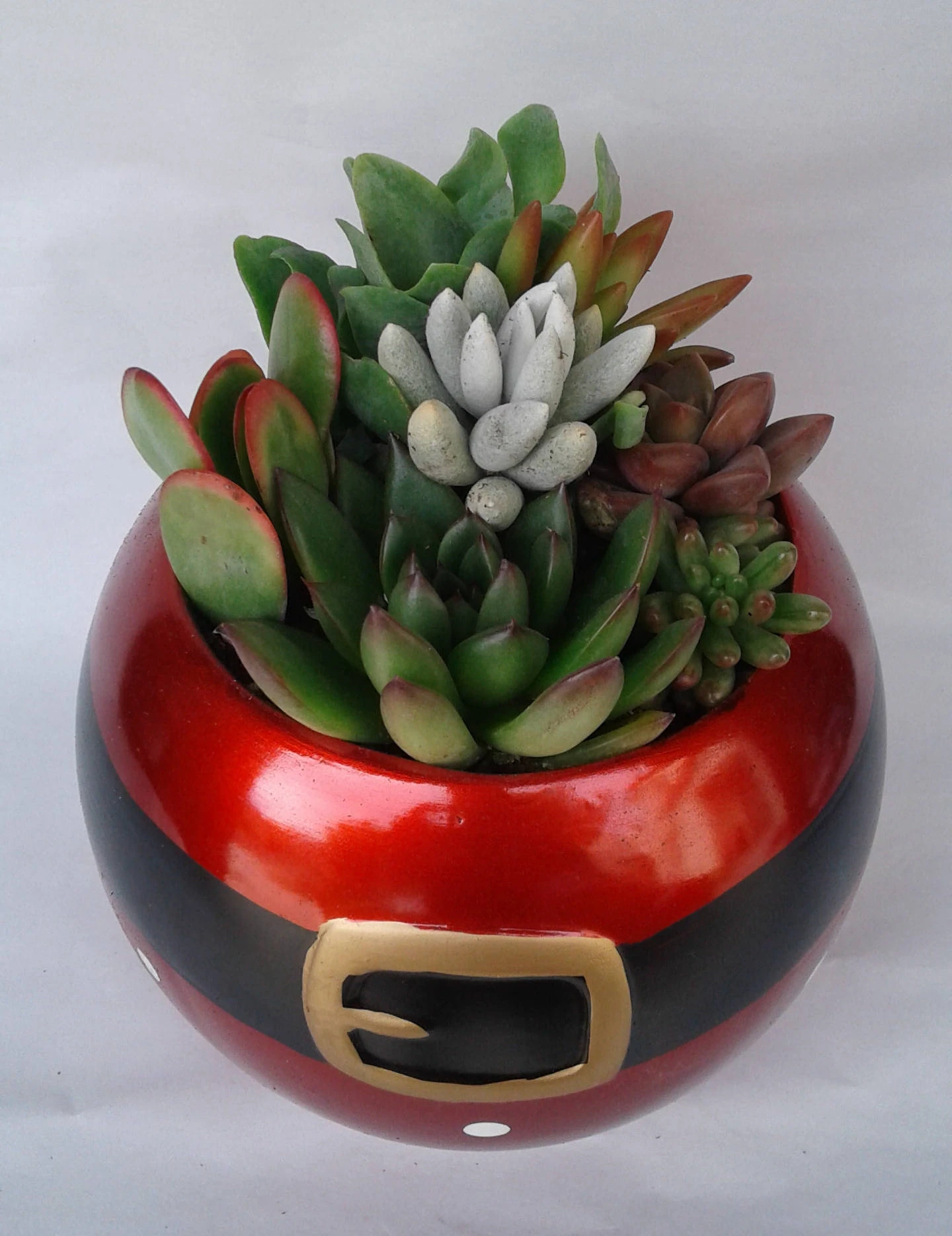 Medium Succulent Plant In A Ceramic Santa Ball Planter - Image 5