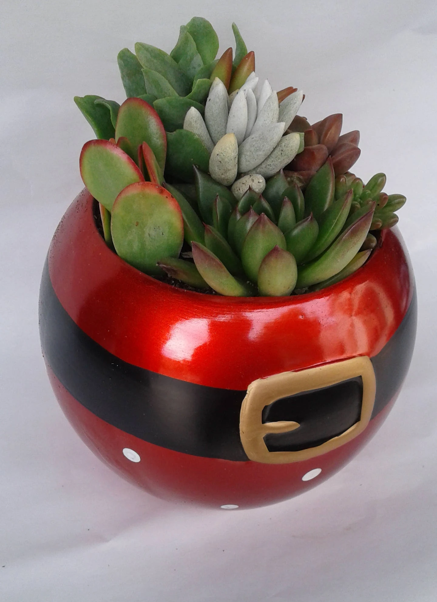 Medium Succulent Plant In A Ceramic Santa Ball Planter