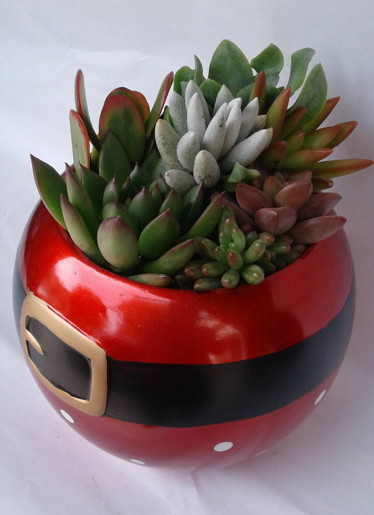 Medium Succulent Plant In A Ceramic Santa Ball Planter - Image 6