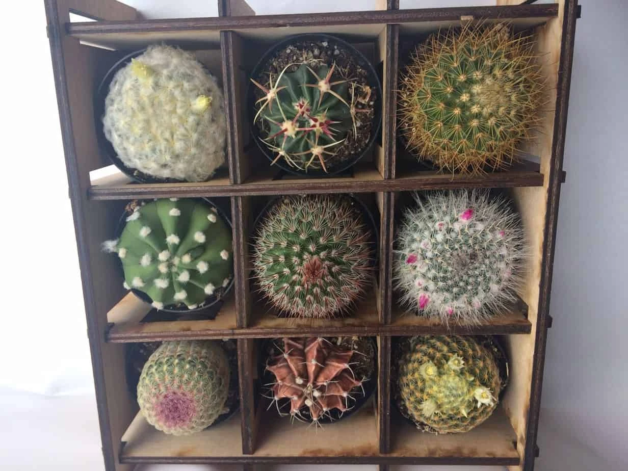 Shadow Box Nine Cacti Planter - Image 2