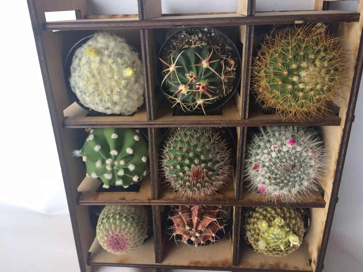 Shadow Box Nine Cacti Planter - Image 5
