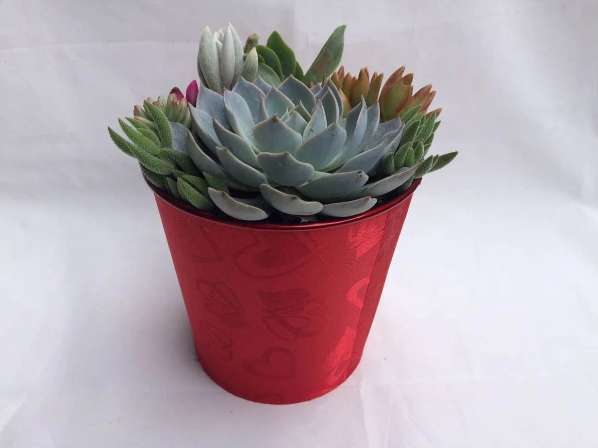 Large Succulent Arrangement In A Red Heart Patterned Fabric Covered Planter. Beautiful, Completely Assembled Dish Garden. - Image 4
