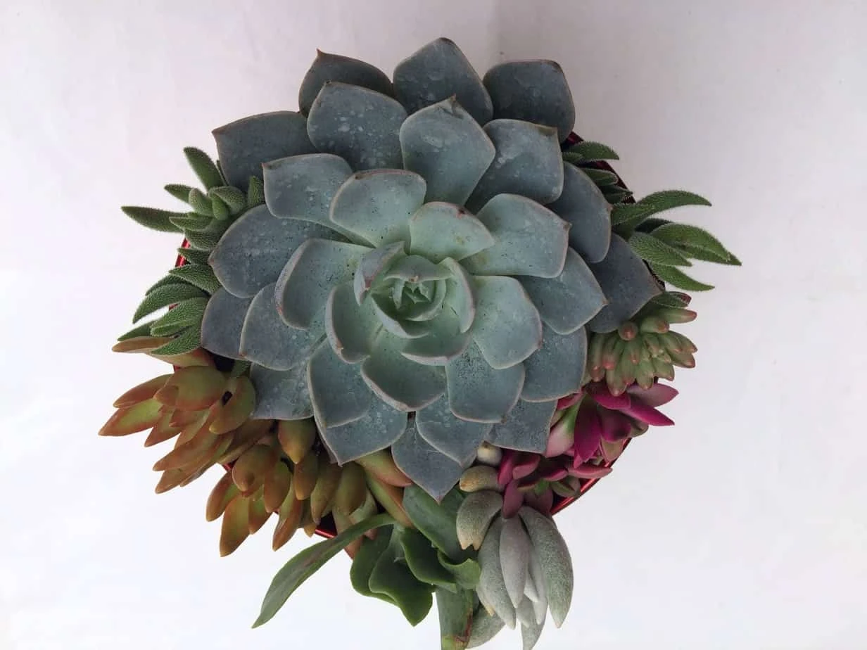 Large Succulent Arrangement In A Red Heart Patterned Fabric Covered Planter. Beautiful, Completely Assembled Dish Garden. - Image 2