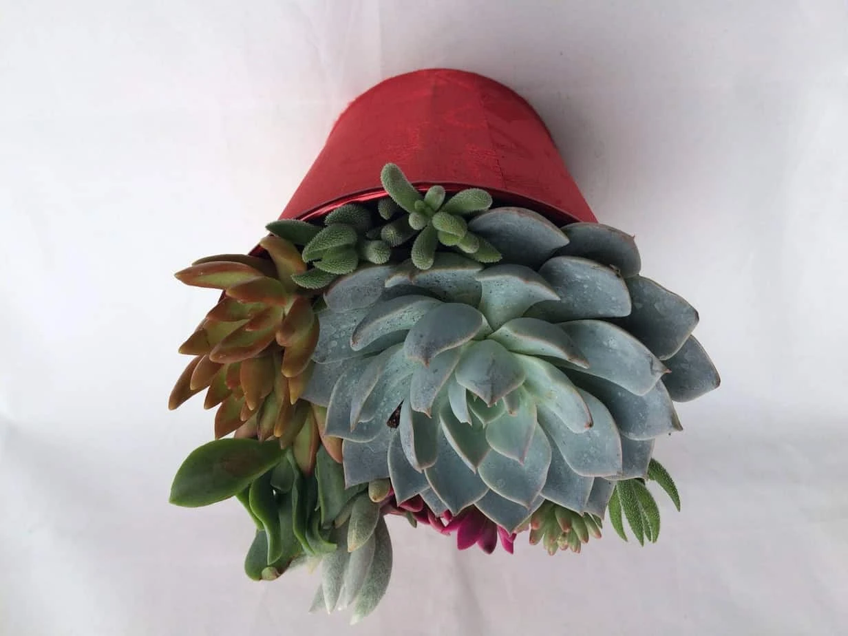 Large Succulent Arrangement In A Red Heart Patterned Fabric Covered Planter. Beautiful, Completely Assembled Dish Garden. - Image 6