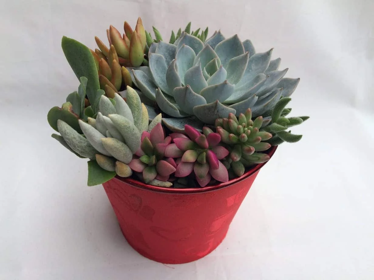 Large Succulent Arrangement In A Red Heart Patterned Fabric Covered Planter. Beautiful, Completely Assembled Dish Garden.