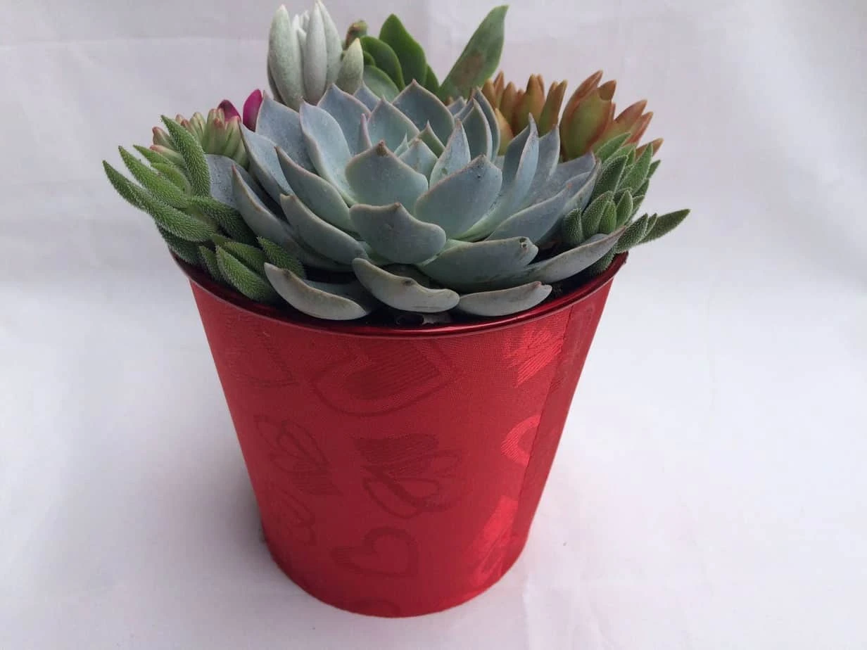 Large Succulent Arrangement In A Red Heart Patterned Fabric Covered Planter. Beautiful, Completely Assembled Dish Garden. - Image 3
