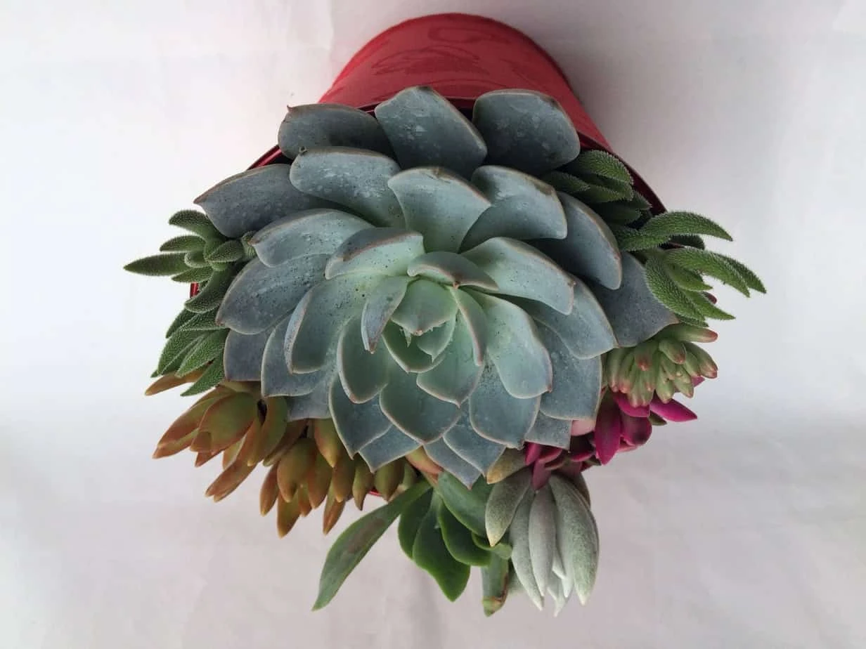 Large Succulent Arrangement In A Red Heart Patterned Fabric Covered Planter. Beautiful, Completely Assembled Dish Garden. - Image 5
