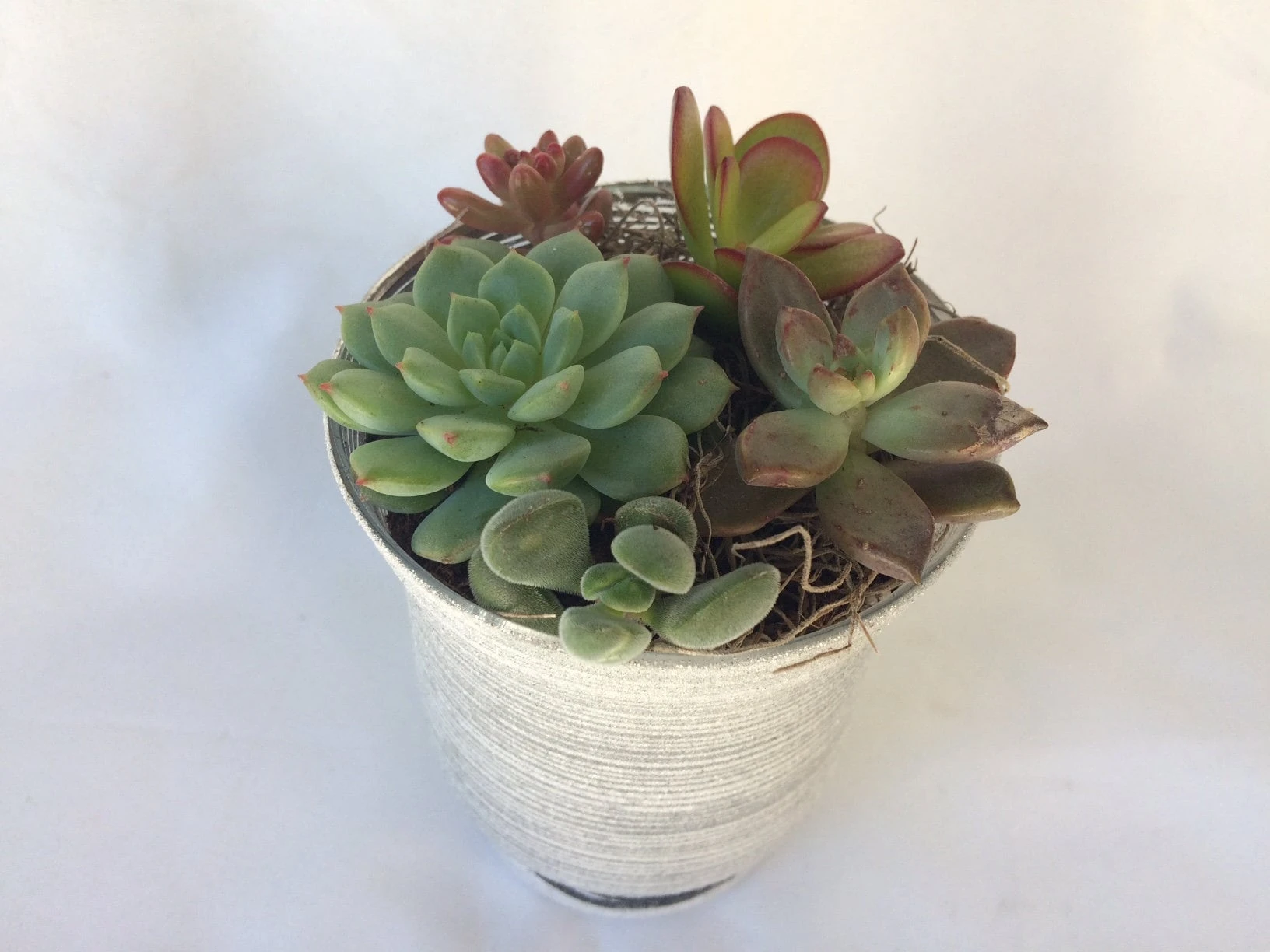 Medium Succulent Plant - Arrangement In A Frosted Silver Swirl Crystal Planter.