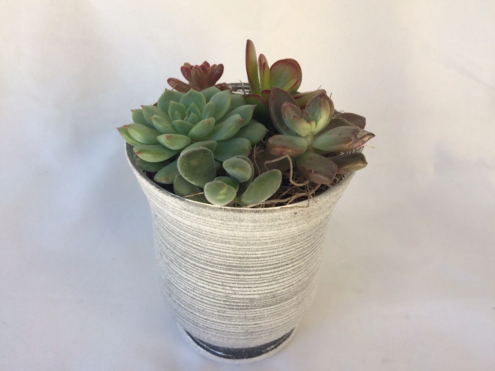 Medium Succulent Plant - Arrangement In A Frosted Silver Swirl Crystal Planter. - Image 2