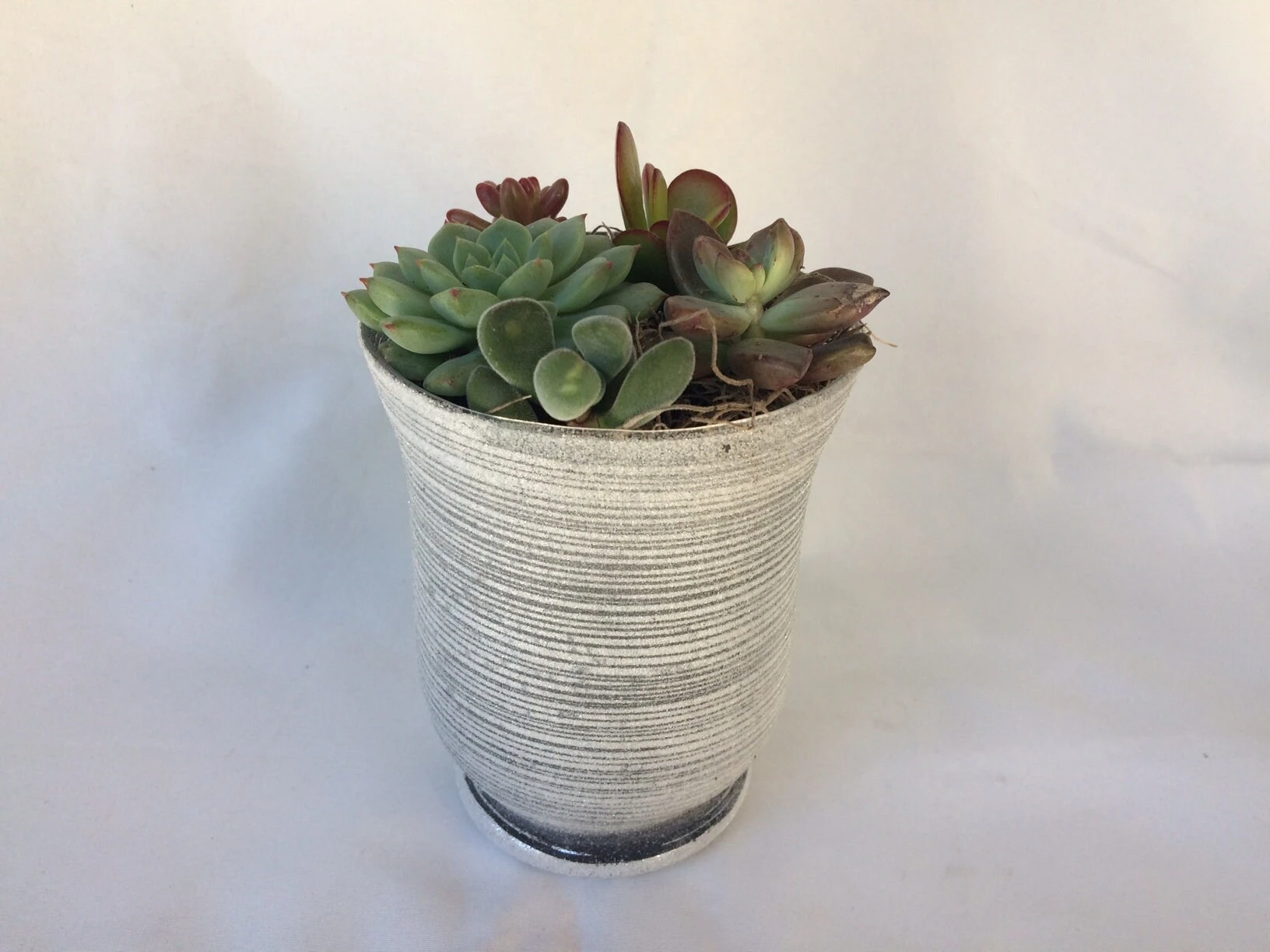 Medium Succulent Plant - Arrangement In A Frosted Silver Swirl Crystal Planter. - Image 3