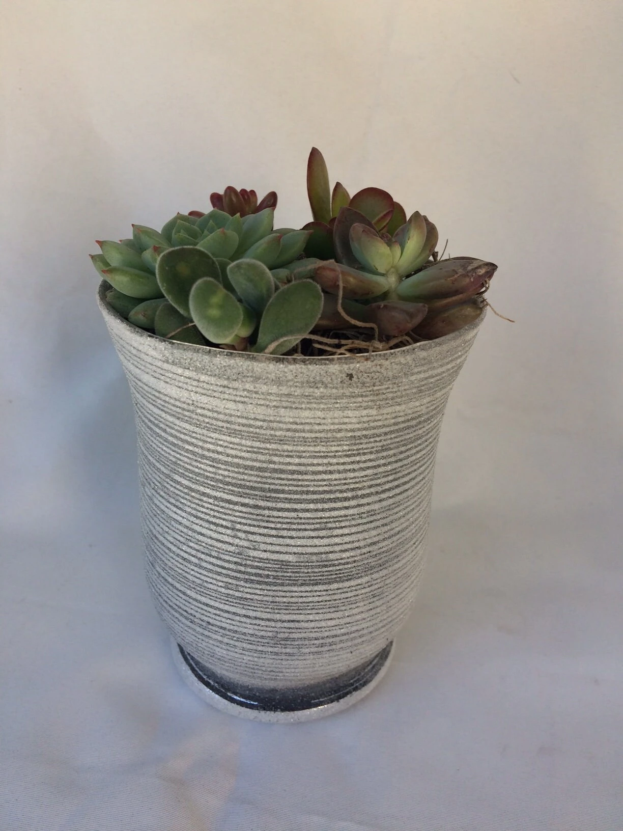 Medium Succulent Plant - Arrangement In A Frosted Silver Swirl Crystal Planter. - Image 5