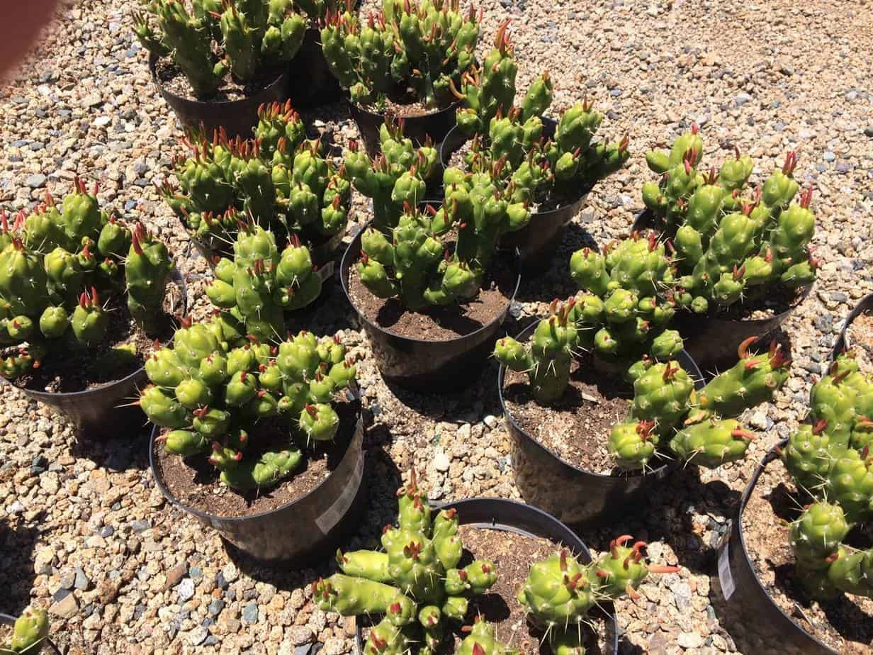 Cactus Plant Mature Opuntia Gumbi. A Very Different Cactus With Bright Orange Growth - Image 5