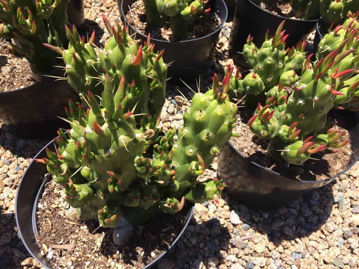 Cactus Plant Mature Opuntia Gumbi. A Very Different Cactus With Bright Orange Growth - Image 7